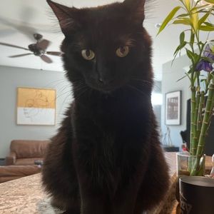 Meet your Posher, Kameron